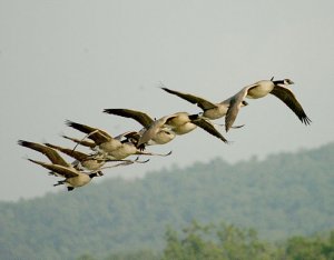 Canada Geese in a Row