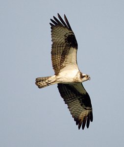 Osprey in Afternoon Sun