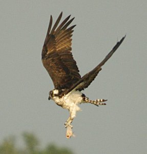 Osprey with Supper