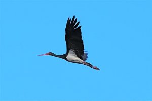 Black Stork