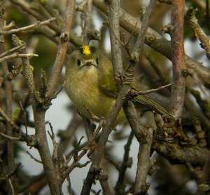 Goldcrest