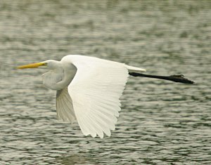 Great Egret Flying Low