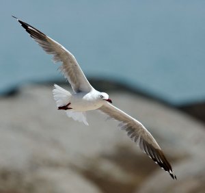 Silver Gull