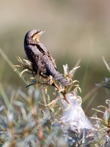 Wryneck