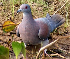 Pale-vented Pigeon