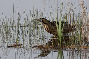 Bittern