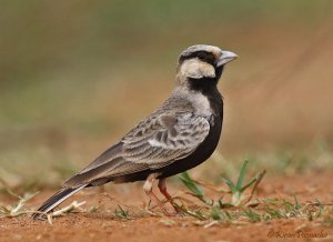 Ashy Crowned Sparrow Lark