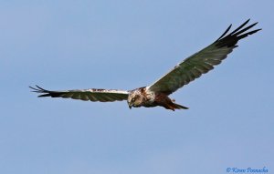 Marsh Harrier Male