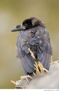 Common Raven