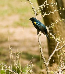 Black cuckoo-shrike