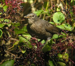 Blackbird on Elders