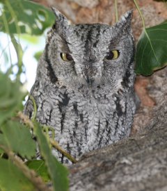 Western Screech-Owl