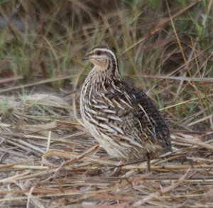 Female Common Quail