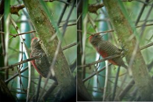 Blood-coloured Woodpecker