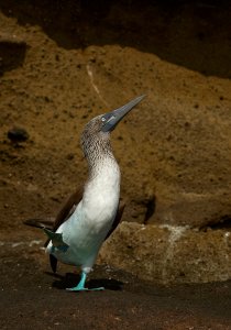 Galapagos, blue footed booby