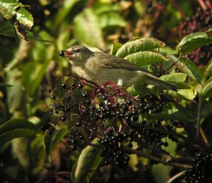 Garden Warbler on Elders