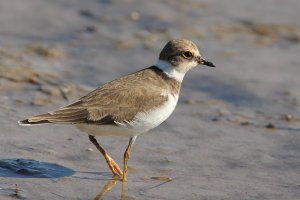 LRP in Venice