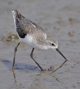 Marsh Sandpiper with worm