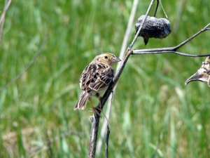 Grasshopper Sparrow