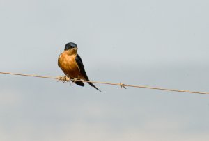 Rufous-breasted swallow, Zululand, South Africa