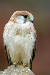 Nankeen Kestrel