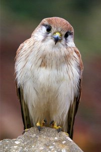 Nankeen Kestrel #2