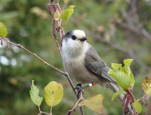 Gray Jay