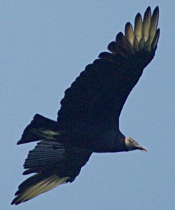 Black Vulture in Flight