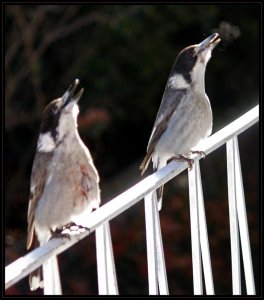 Butcherbird Duet