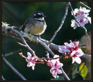 Grey Fantail