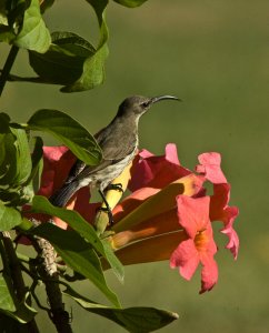 Amethyst sunbird - female