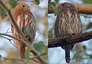 Ferruginous Pygmy-Owl