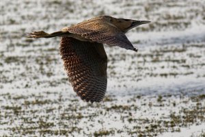 Bittern