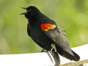 Singing Red-winged Blackbird