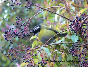 Sooty-capped Bush Tanager