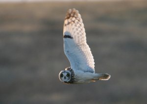 Short eared Owl