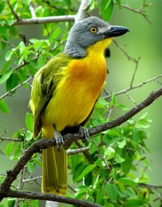 Grey-headed Bush-shrike