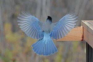 Steller's Jay