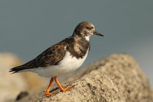 Turnstone portrait