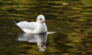 Black Headed Gull