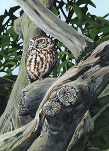 Our favourite place-Little owl painting