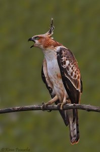 Changeable Hawk Eagle