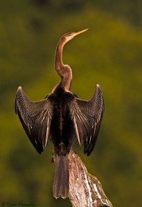 Darter