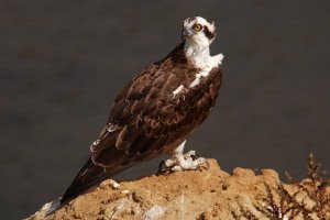 Osprey