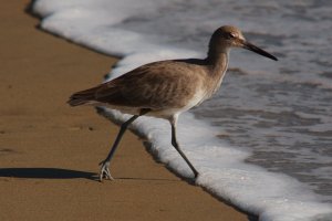 Willet