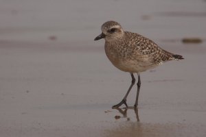 Grey plover