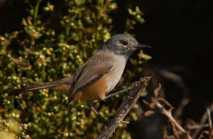 California gnatcatcher