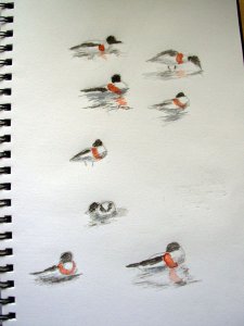 Page of Shelducks