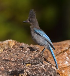 Steller's jay ( Juvenile )