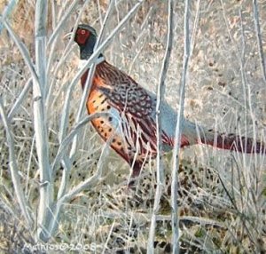 Pheasant painting